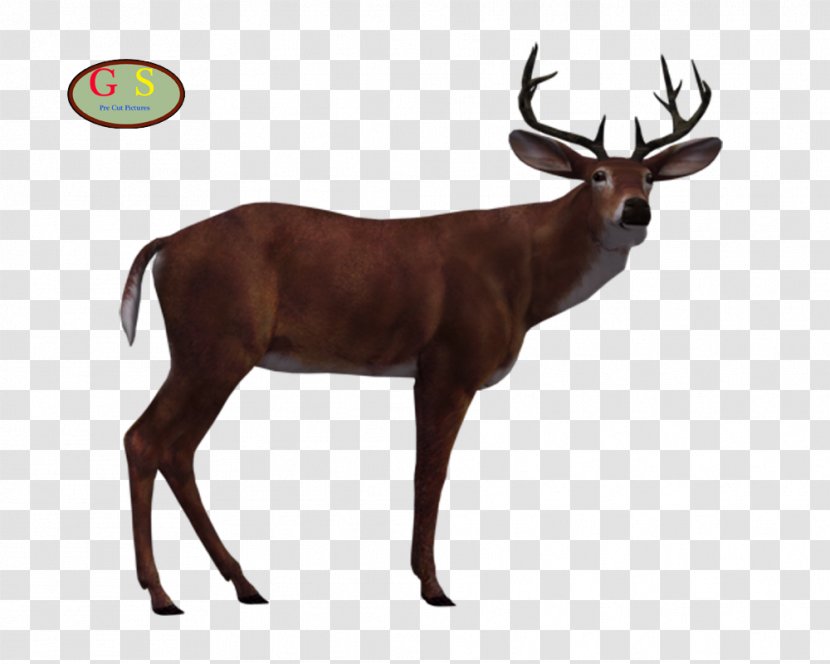 Reindeer White-tailed Deer Elk Antler - White Tailed Transparent PNG