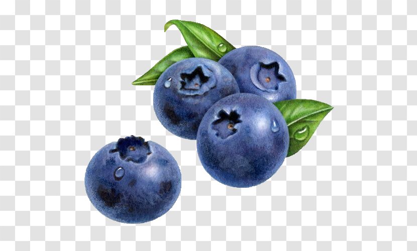 American Muffins Blueberry Drawing Watercolor Painting - Berries Transparent PNG
