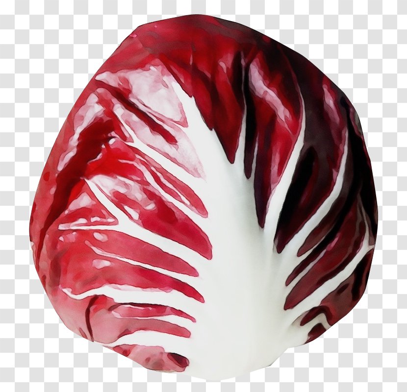 Red Leaf Vegetable Radicchio Cabbage - Plant Transparent PNG