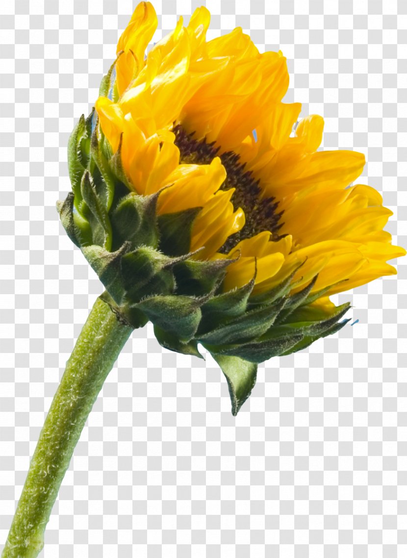 IPhone 5 4 SE Common Sunflower Wallpaper - Iphone Transparent PNG