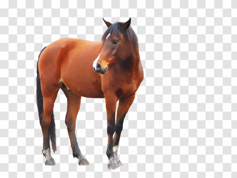 Mustang Stallion Equestrian Horse & Hound Transparent PNG