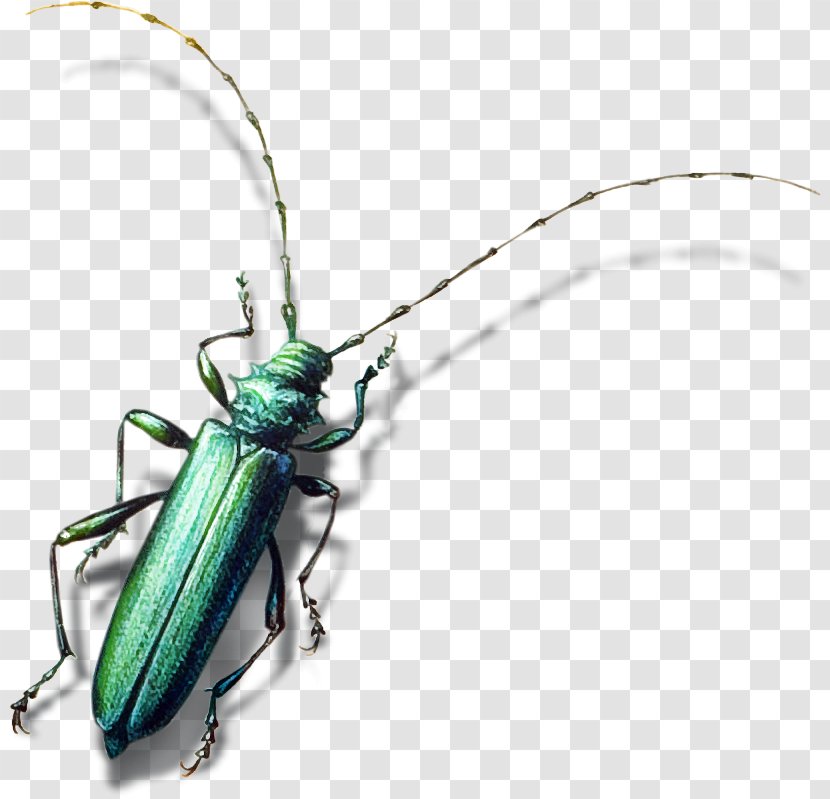 Insect Bird Longhorn Beetle Animal - Cartoon - Animals, Birds And Insects Element Transparent PNG