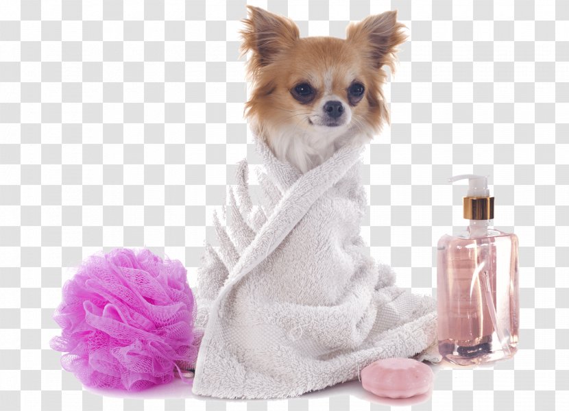 Dog Grooming Pet Sitting Cat - Daycare - Groom Transparent PNG