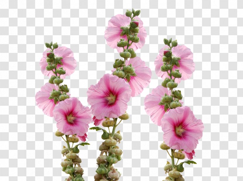 Cut Flowers Hollyhocks Mallow - Flower Arranging - Wild Transparent PNG