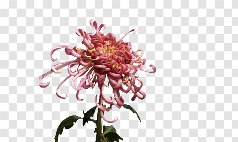 Chrysanthemum Flower Gratis - Designer - Products In Kind Transparent PNG