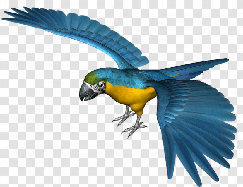 Parrot Blue Icon - Organism - Large Clipart Transparent PNG