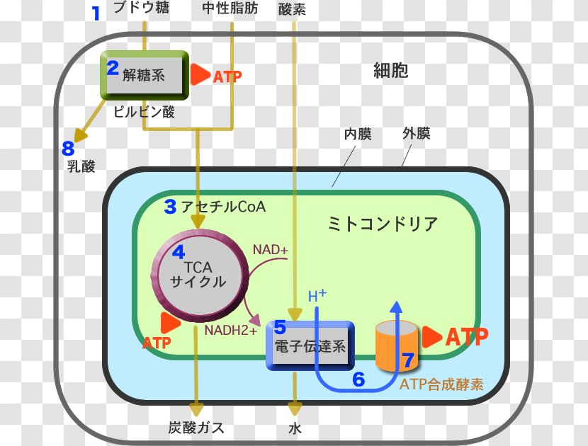 Line Material Point - Area - Energy Body Transparent PNG