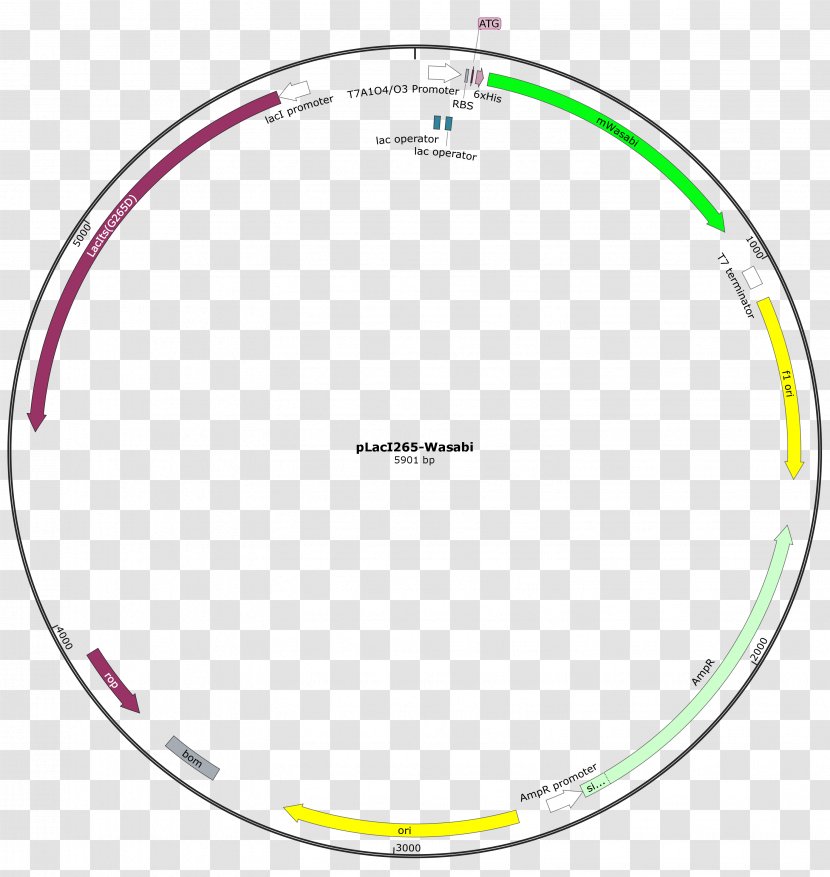 Circle Oval Point - Brand - Sequence Vector Transparent PNG