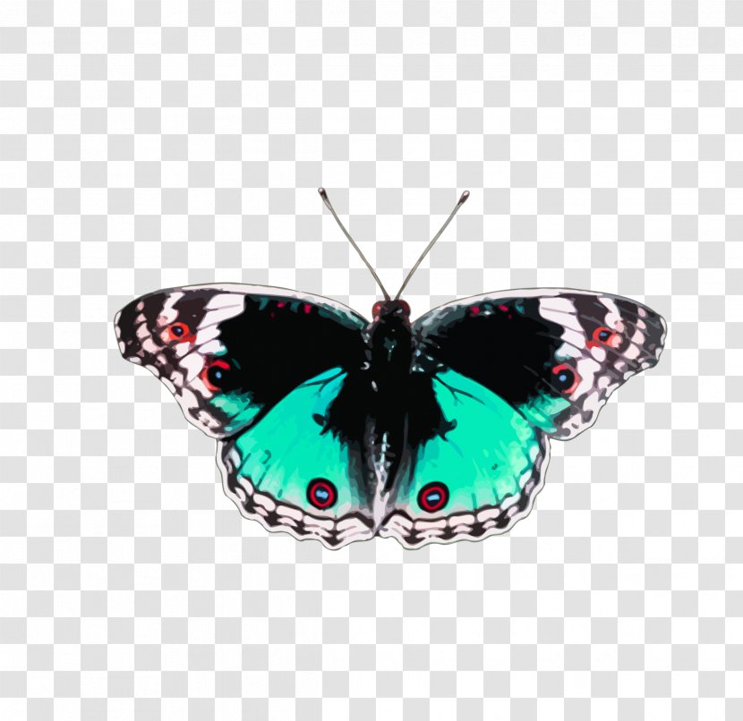 Butterfly Red - Insect Transparent PNG