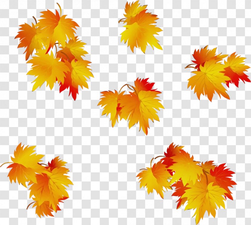 Autumn Leaf Drawing - Yellow - Flower Maple Transparent PNG