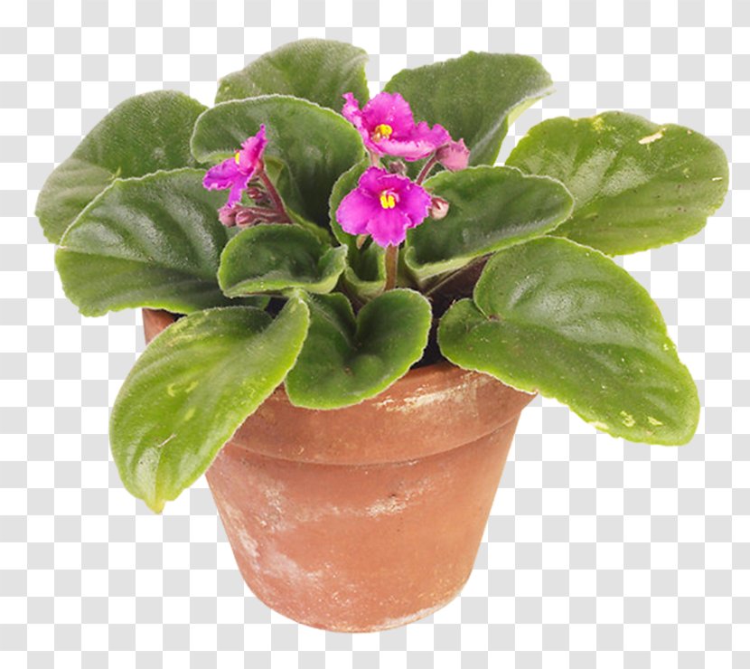 African Violets Flowerpot Houseplant - Viola - Violet Transparent PNG