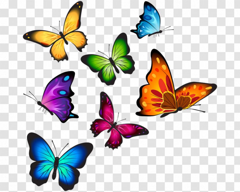Butterfly Drawing - Sticker - Wing Pieridae Transparent PNG