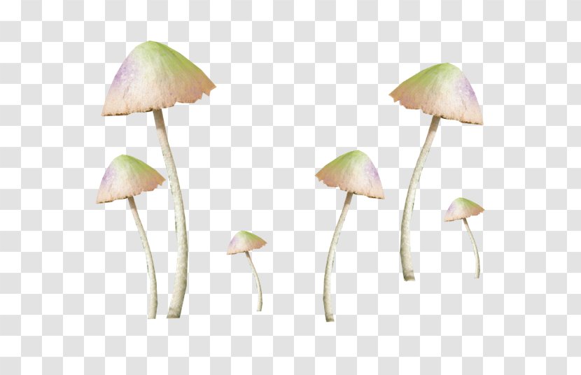 Amanita Muscaria Common Mushroom Fungus - Decorative Antique Vector Image Transparent PNG