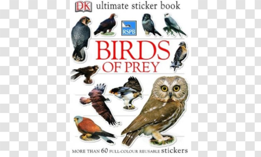 Owl Bird Of Prey Beak Book Transparent PNG