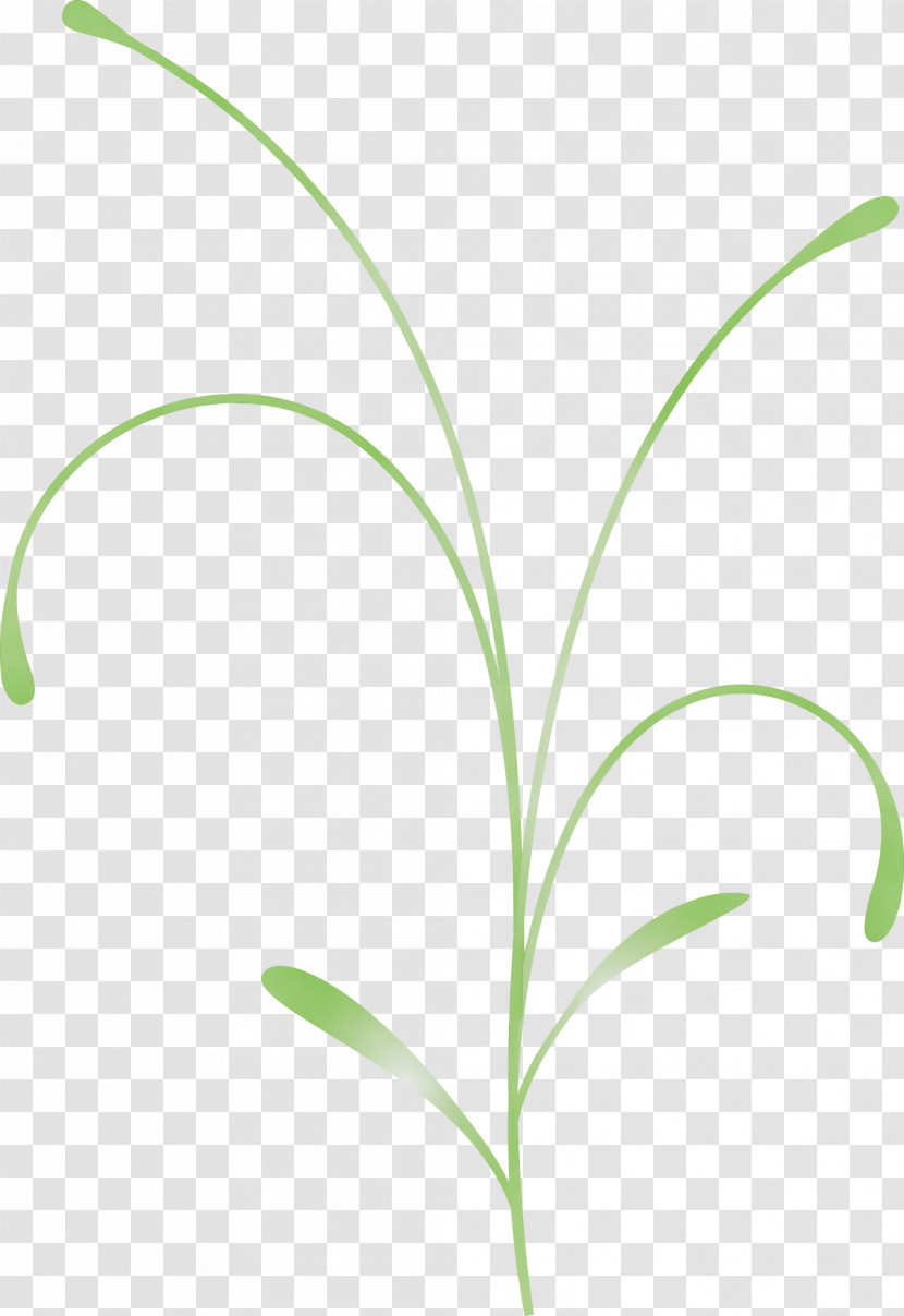 Leaf Grass Plant Flower Grass Family Transparent PNG
