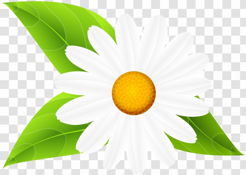 Sunflower M - Leaves And Flowers Transparent PNG