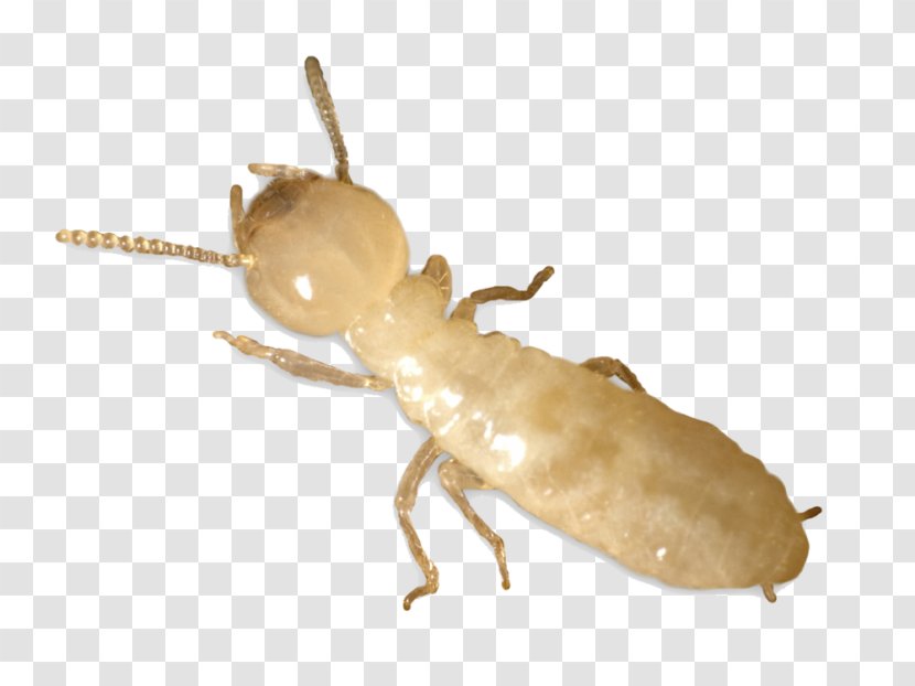 Eastern Subterranean Termite Ant Pest Control - Arthropod Transparent PNG