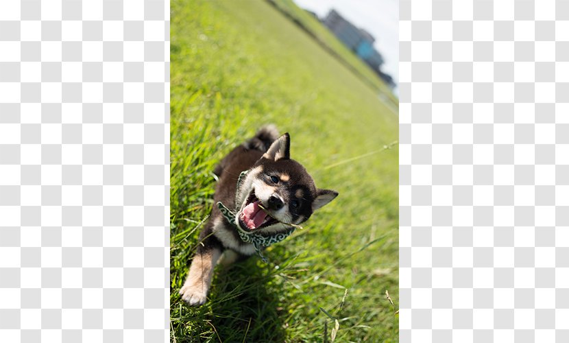 Dog Breed Siberian Husky TV Osaka Group (dog) TX Network - Like Mammal - Supermarket Goods Transparent PNG