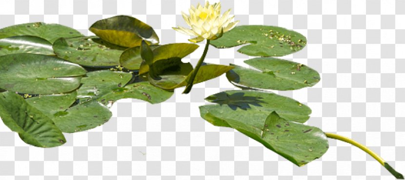 Water Lilies Clip Art Adobe Photoshop Psd Transparent PNG