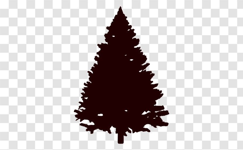 Fir Pine Tree Conifers Evergreen - Vector Transparent PNG