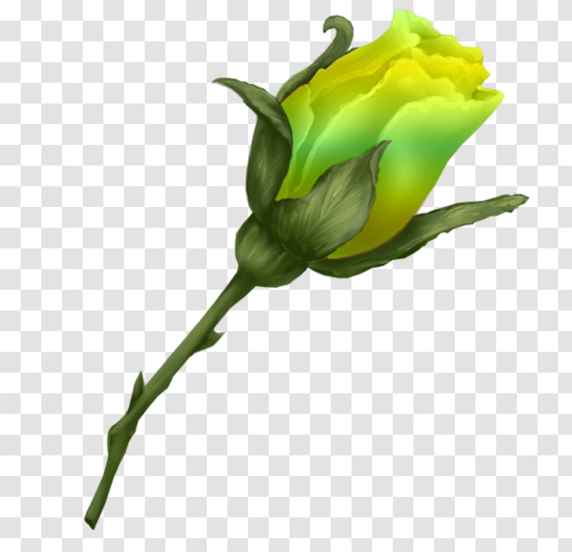 Garden Roses - Yellow - Tulip Lisianthus Transparent PNG