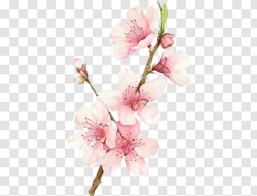 Cherry Blossom Watercolor Painting Drawing Transparent PNG