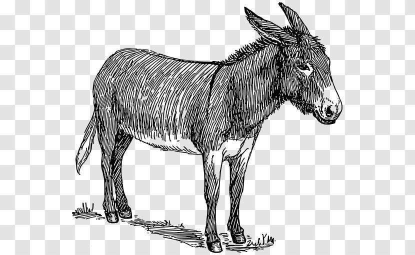 Donkey Drawing Line Art Sketch - Graphic Arts Transparent PNG