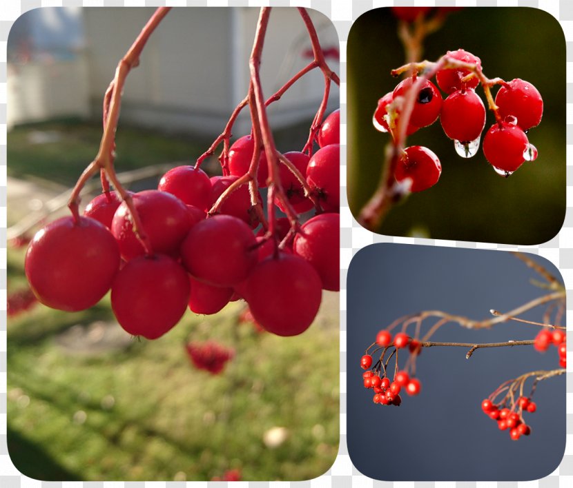 Pink Peppercorn Chokeberry Five-flavor Berry - Rowan Transparent PNG