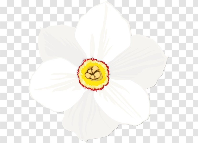 White Petal Flower Yellow Plant - Watercolor - Amaryllis Family Wildflower Transparent PNG