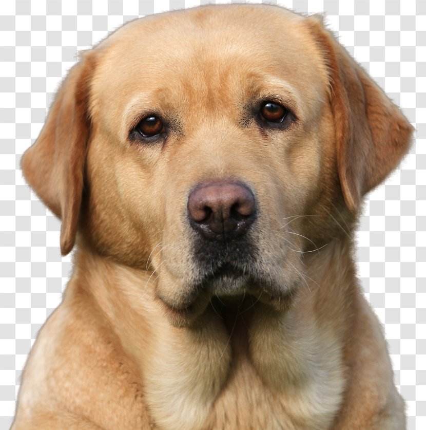 Labrador Retriever Golden Puppy Broholmer Dog Breed - Ancient Breeds - Litter Transparent PNG