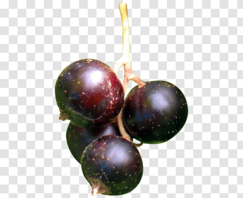 Grape Blackcurrant Berry Fruit - Plant Transparent PNG