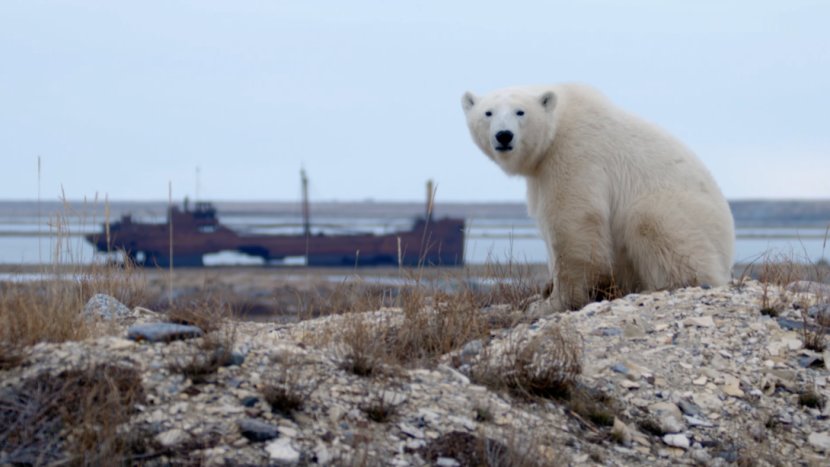 Churchill Polar Bear Arctic Fox Transparent PNG