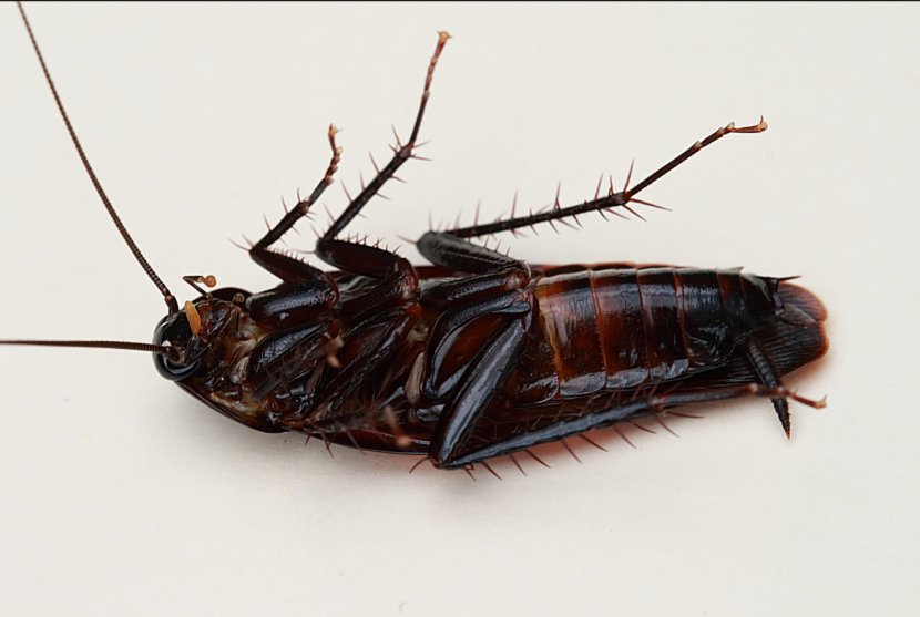 Smokybrown Cockroach Australian American Insect - Roach Transparent PNG