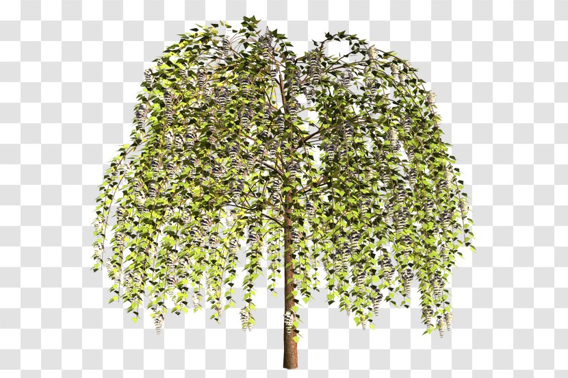 Plant Stem Shrub Branching - Tree Transparent PNG