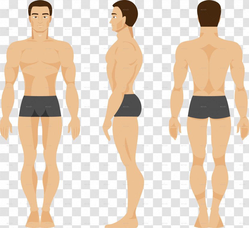 Human Body Vector Graphics Anatomy Illustration Male - Tree - & Female Logo Transparent PNG