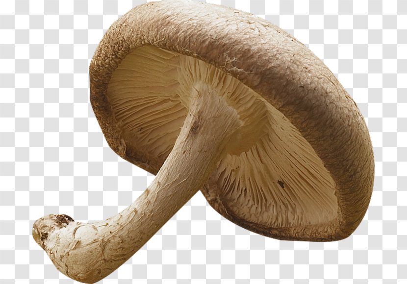 Common Mushroom Pleurotus Eryngii Shiitake Medicinal Fungi Transparent PNG