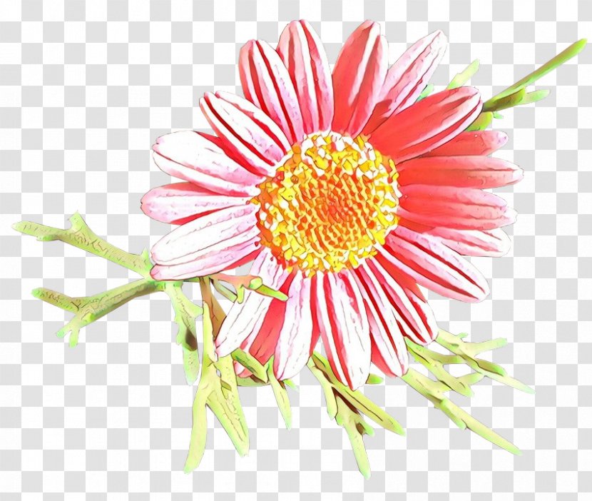 Daisy - Cartoon - Chamomile Petal Transparent PNG