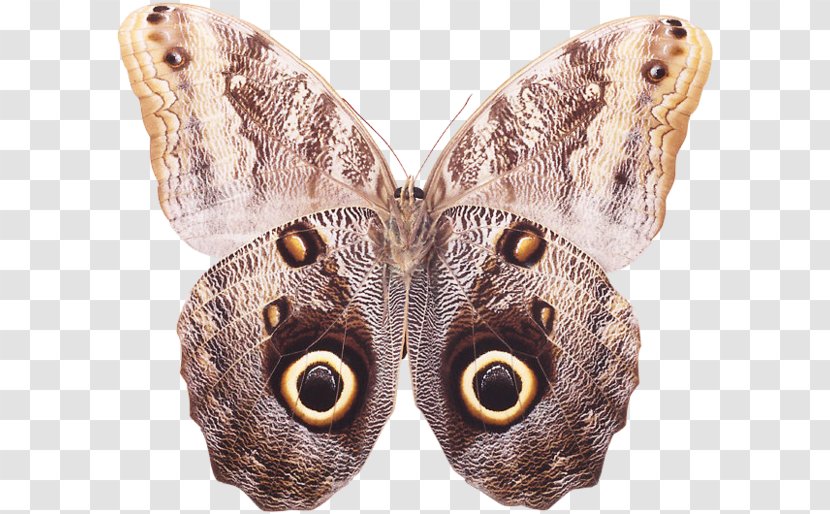 Brush-footed Butterflies Butterfly Moth - Organism Transparent PNG