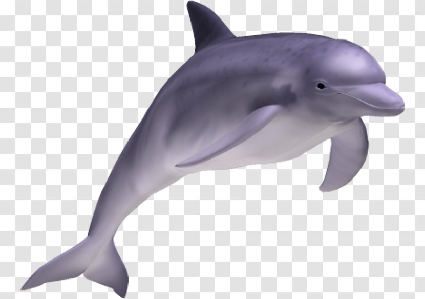 Striped Dolphin Common Bottlenose Short-beaked Rough-toothed Tucuxi Transparent PNG