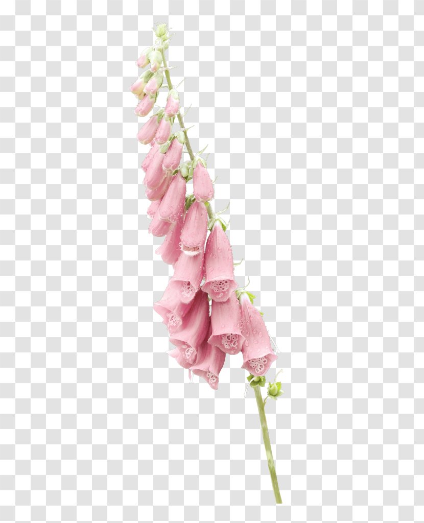 Cut Flowers Floral Design Holiday Author - Flower Transparent PNG