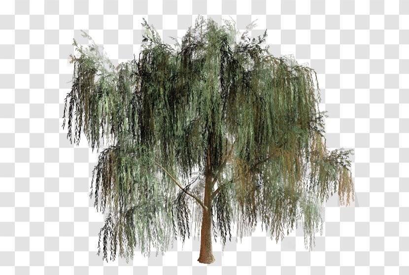 Willow Tree Branch Biome - Plant Transparent PNG