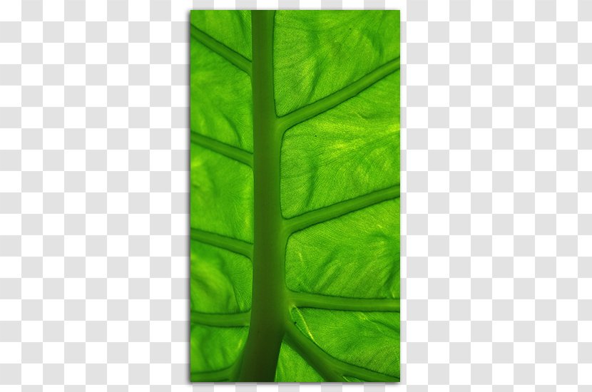 Desktop Wallpaper Green Leaf High-definition Television Mobile Phones - Color - Background Hd Transparent PNG