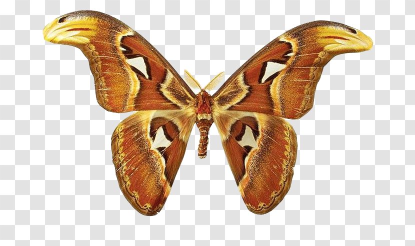 Butterfly Bombycidae Moth Attacus Atlas Mariposas (Butterflies) - Greta Oto Transparent PNG
