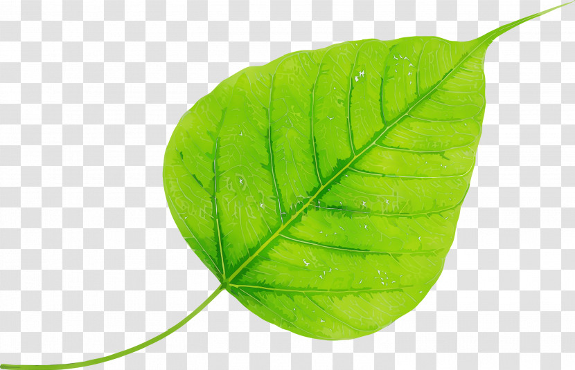 Leaf Green Plant Flower Tree Transparent PNG