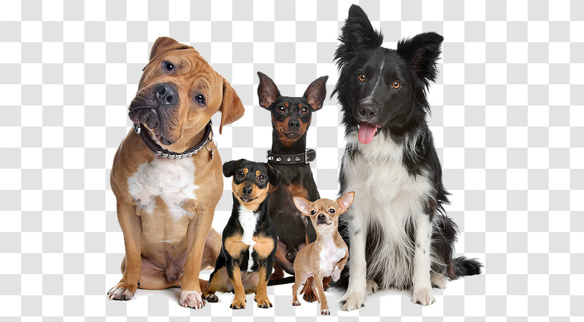 Dog Companion Dog Puppy Rare Breed (dog) Ancient Dog Breeds Transparent PNG