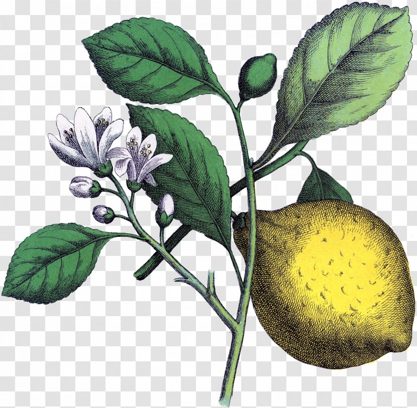 Lemon Botanical Illustration Botany Art - Flower Transparent PNG