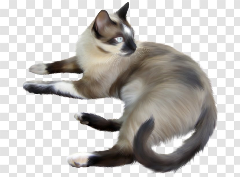 Balinese Cat Siamese Thai Snowshoe Devon Rex - Javanese Tail Transparent PNG