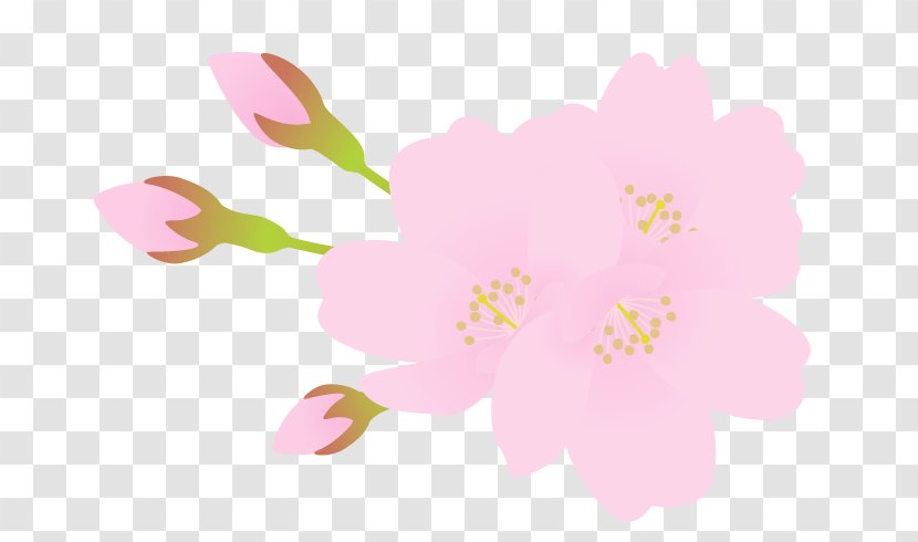 Mallows Floral Design Flower Petal Blossom - Flora Fauna Serenella Transparent PNG