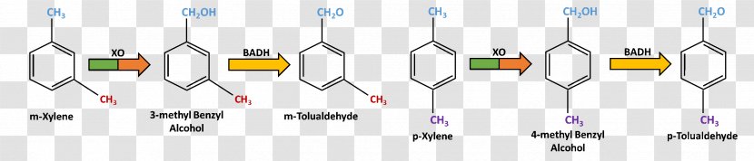 Guaiacol Anisole Phenols Pyrolysis Lignin - Brand - Otolualdehyde Transparent PNG