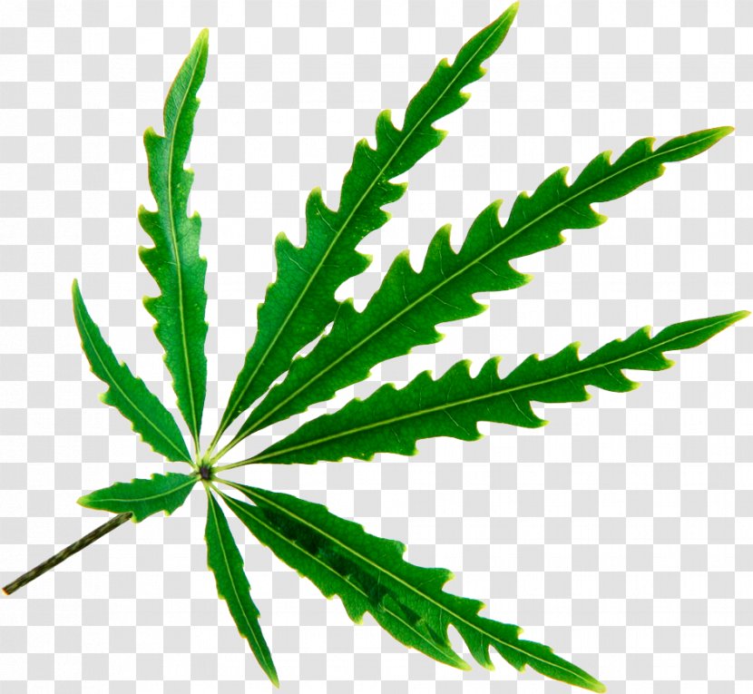 Spikenard Leaf Cannabis Plerandra Elegantissima Photography - Plant Leaves Transparent PNG
